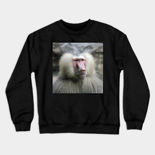 Hamadryas Baboon Crewneck Sweatshirt